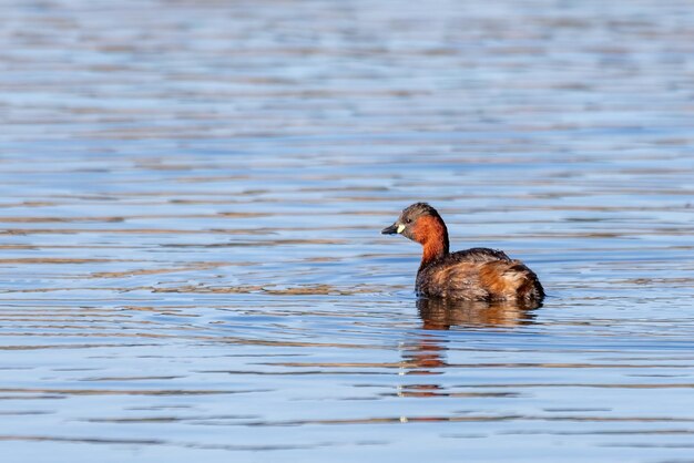 Photo water bird little grebe tachybaptus ruficollis