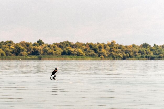Водоплавающая птица на поверхности Скадарского озера в Черногории.