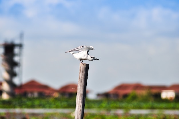 Water bird