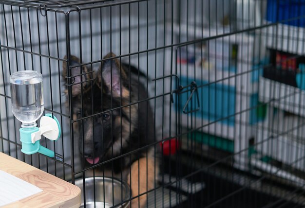 Foto bottiglia d'acqua appesa alla parete della gabbia su sfocatura cane pastore tedesco all'interno