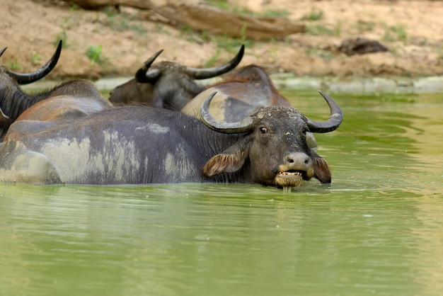 写真 スリランカの湖で水牛が入浴しています