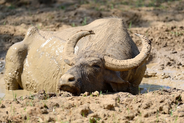 Water buffalo are bathing in a lake in Sri Lanka