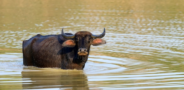 水牛が湖で水浴びをしている