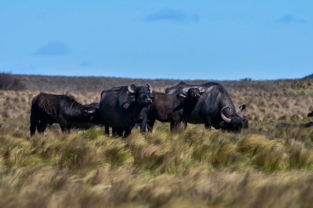 Water buffalo Bubalus bubalis species introduced in Argentina La Pampa province Patagonia