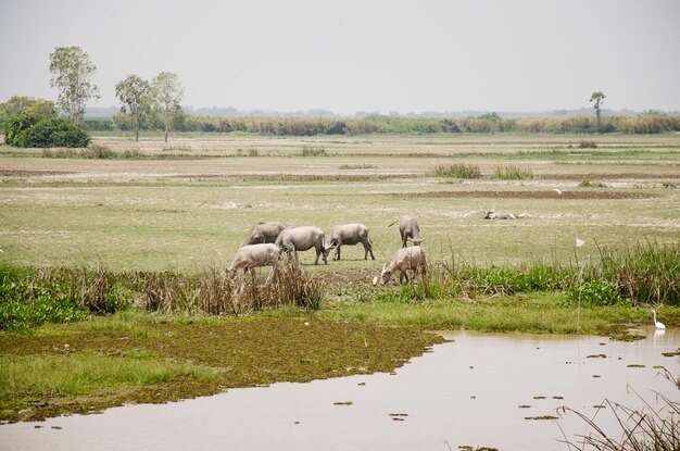 태국 Phatthalung의 Thale Noi Waterfowl Reserve Park에서 음식을 먹는 물소