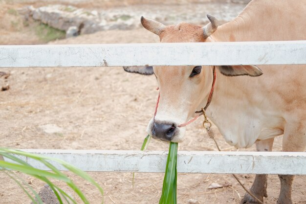 Водяной буйвол ест траву на ферме