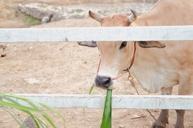 Foto bufalo d'acqua che mangia erba in azienda agricola