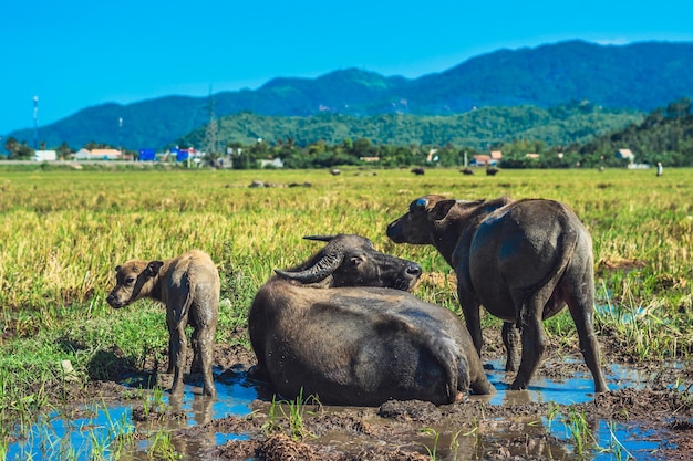 Water buffalo family with calf lie grass graze together field\
meadow sun forested mountains background clear sky reflection\
landscape scenery beauty nature animals concept summer early autumn\
day