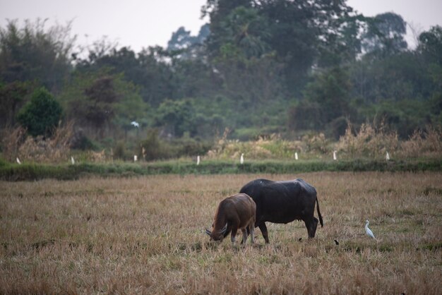 Water buffalo, farm animals