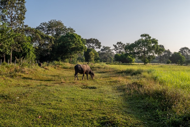 Water buffalo grassing along the banks of the Huay Saneng wetland area in the Surin Province of Thailand.