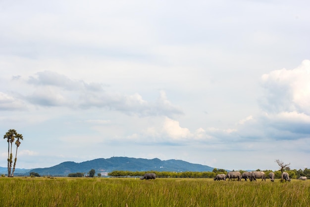 Water buffalo in a meadow