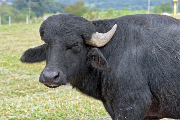 water buffalo in the pasture