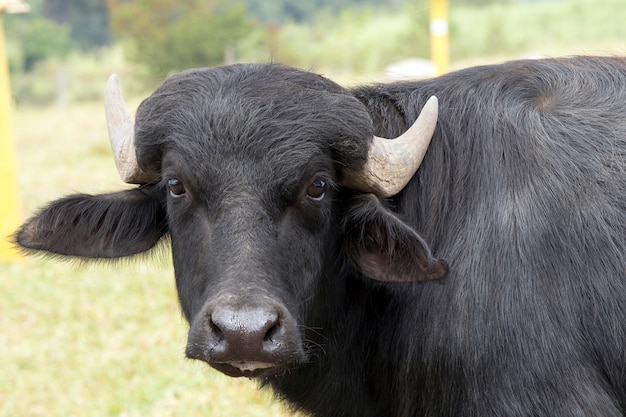 Bufalo d'acqua al pascolo