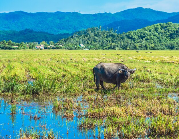 Water buffalo standing graze rice grass field meadow sun\
forested mountains background clear sky landscape scenery beauty of\
nature animals concept summer day