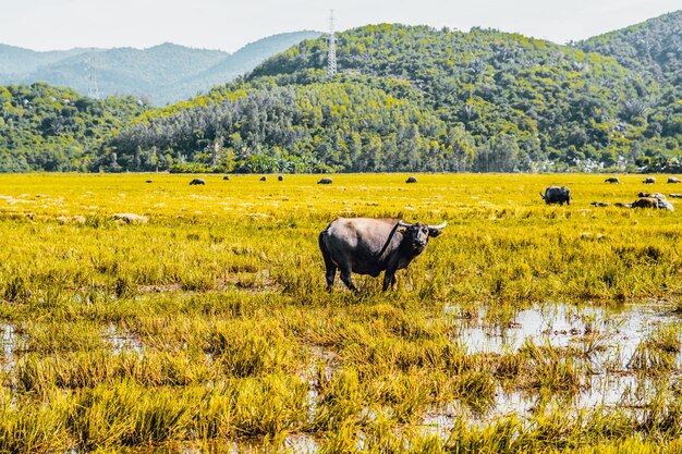 Water Buffalo Standing graze yellow grass field meadow sun forested mountains background clear sky Landscape scenery beauty of nature animals concept late summer early autumn day