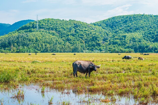 Bufalo d'acqua in piedi pascolare erba gialla campo prato sole montagne boscose sfondo cielo sereno paesaggio paesaggio bellezza della natura animali concetto giorno d'estate