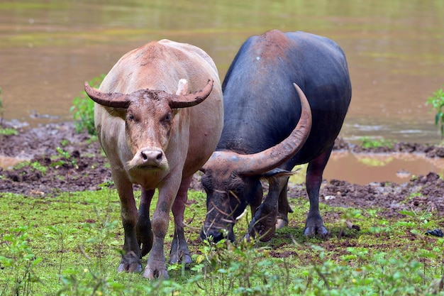 Water buffalos coming from the river