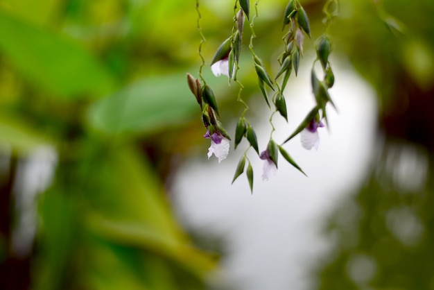 Foto the water canna o alligator flag flower