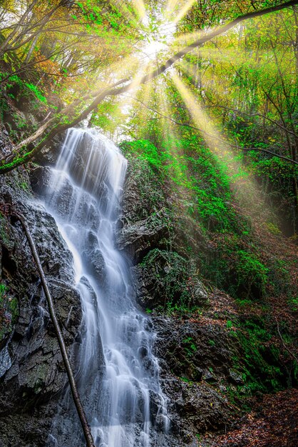 写真 秋の森の