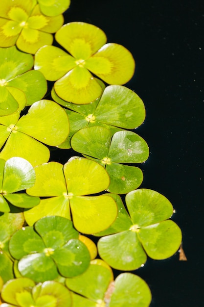 Photo water clover in water garden.