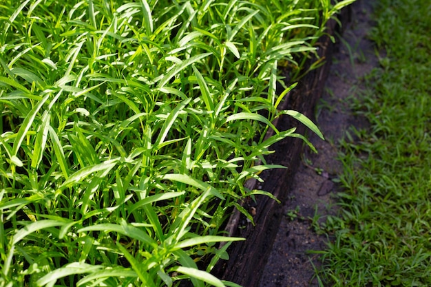 Water convolvulus in vegetable patch