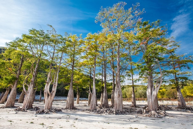 Water cypresses with roots on bottom of driedup like on clear day