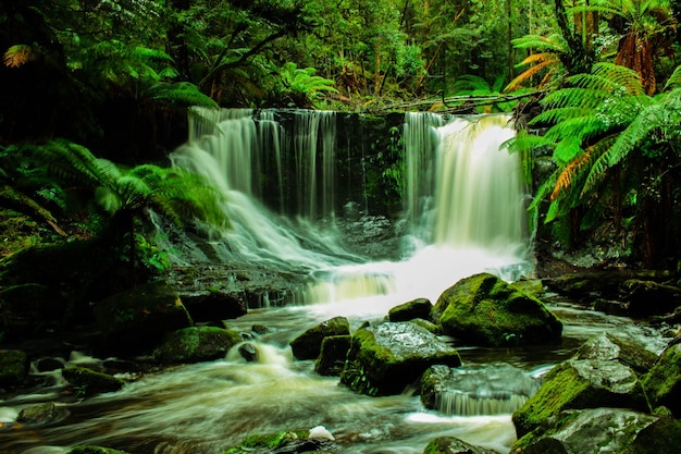 Water dat door rotsen in het bos stroomt