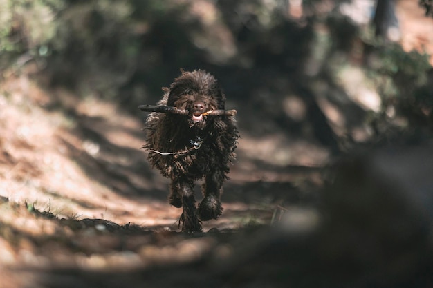 Photo water dog running and playing in the forest