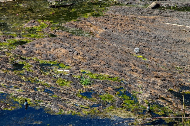 Photo water drain in the canal green algae in water surface environmental pollution