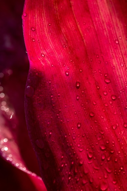 Foto goccia d'acqua sulla foglia d'autunno gocce d'acqua astratte sulla foglia del fiore