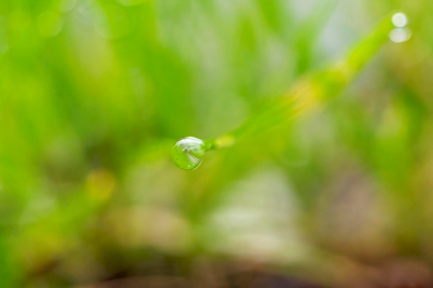 A water drop of dew on stem of green grass on unfocused green background with copy space