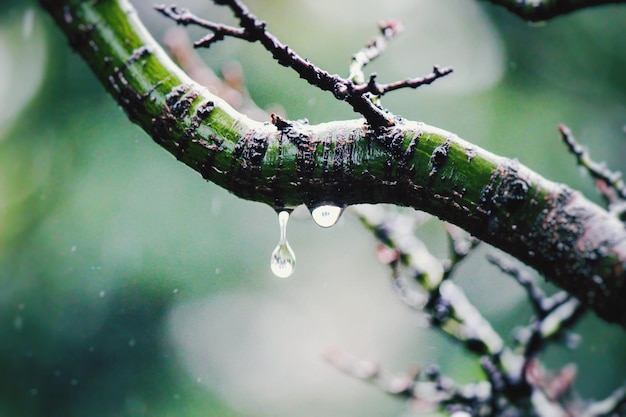 Foto goccia d'acqua che cade dall'albero durante la stagione delle piogge