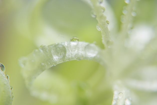 水滴、花びら