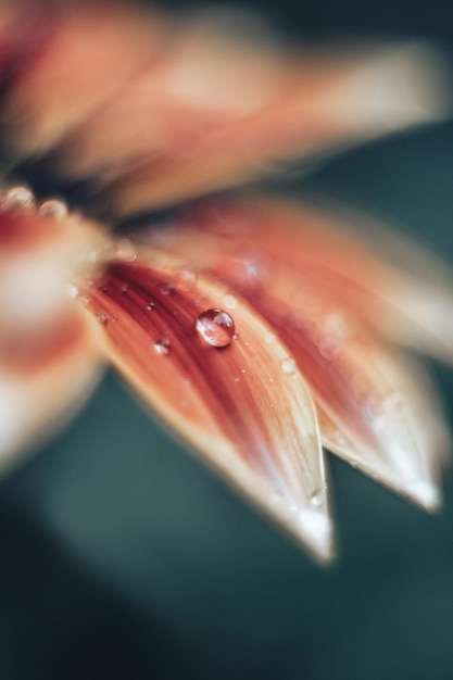 Foto goccia d'acqua su un fiore