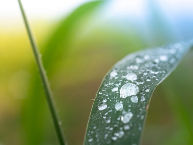 Water drop on grass 