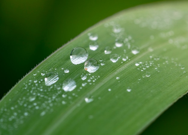 Water drop on grass 