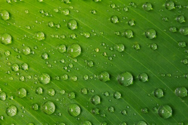 Water drop on green leaf background