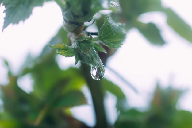 Water drop on green leaf