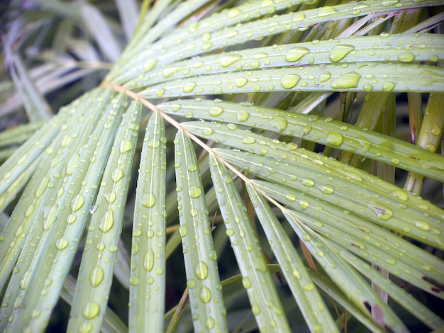 Goccia d'acqua sulla foglia verde