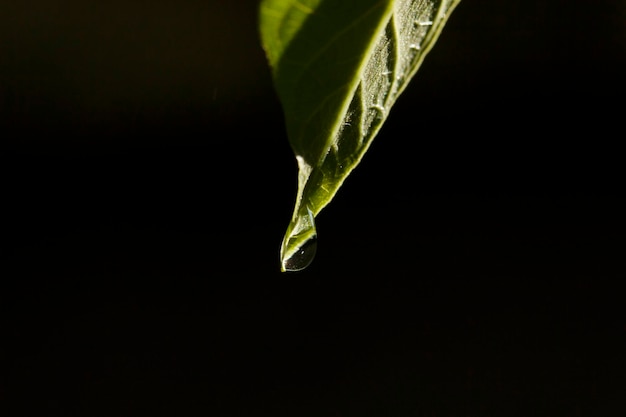 Water drop on green leaf