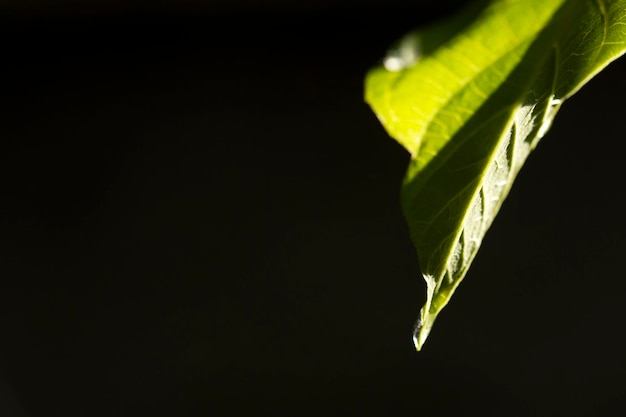 Water drop on green leaf