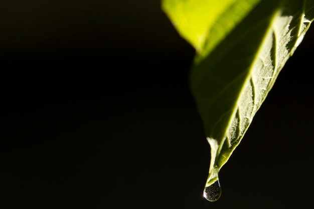 Water drop on green leaf