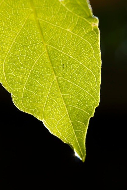 Water drop on green leaf