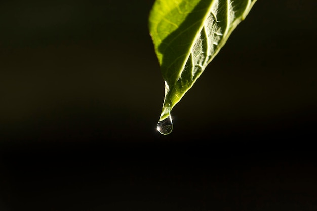 緑の葉に水滴