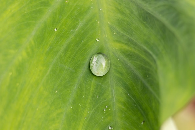 緑のリーフレットの水滴は、選択的な焦点を残す。