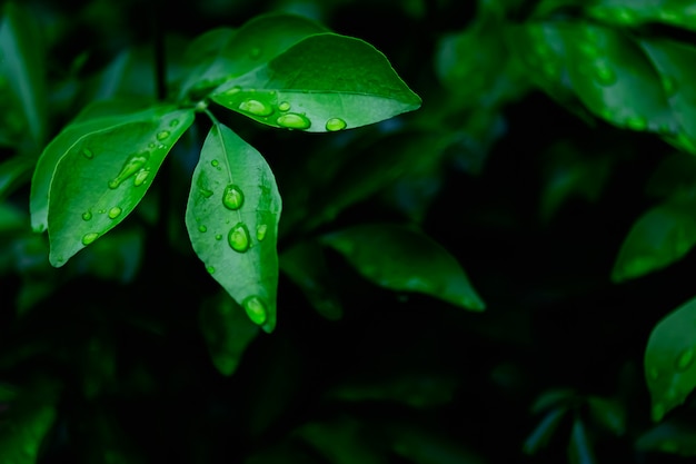 The water drop on green leave