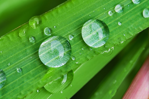 葉の草の上に水滴