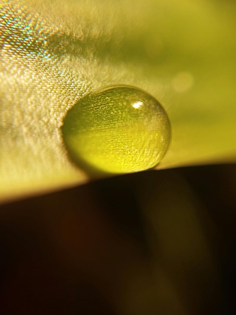 Photo water drop on leaf