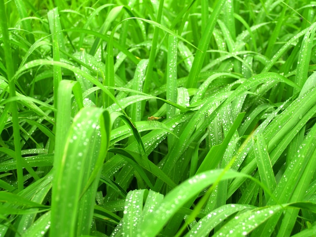 Goccia d'acqua su foglia