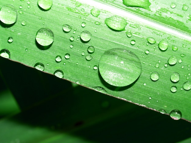 Goccia d'acqua su foglia